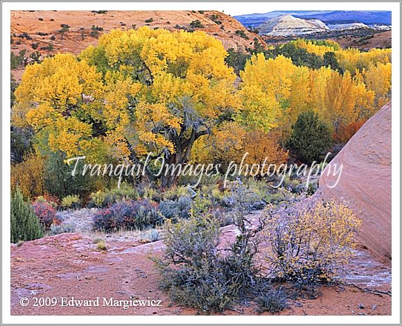 450635   Majestic Colors Along the Burr Trail Utah